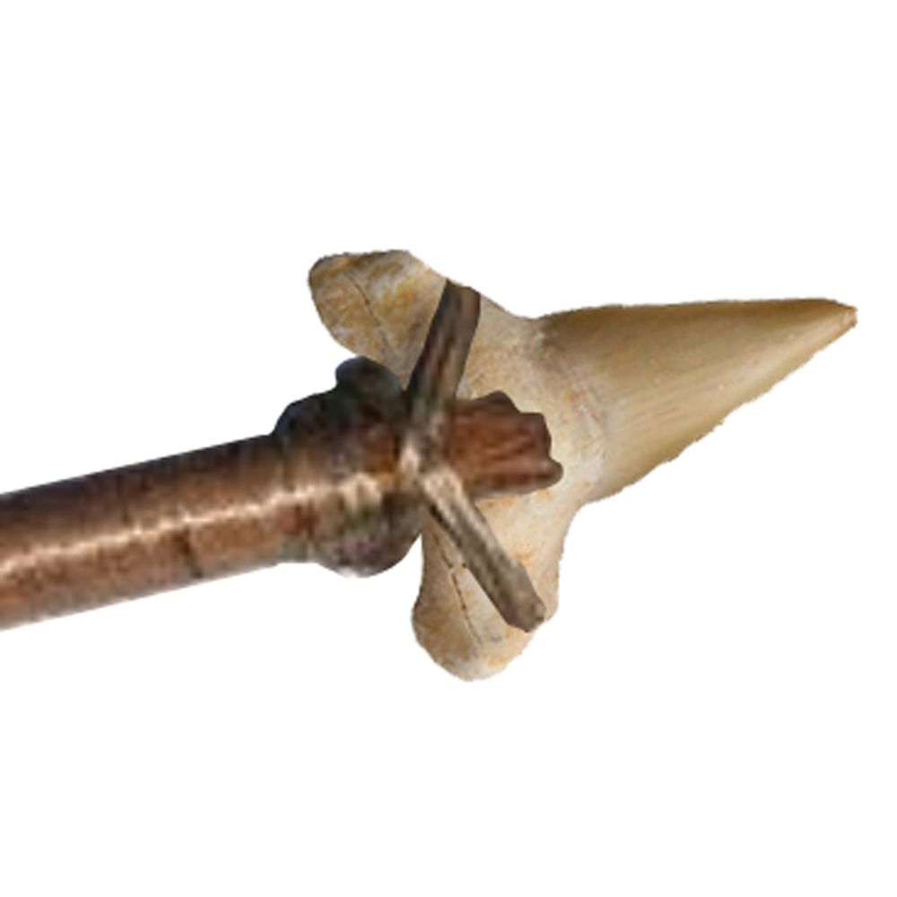 Shark Tooth Fossil shark tooth fossil 3