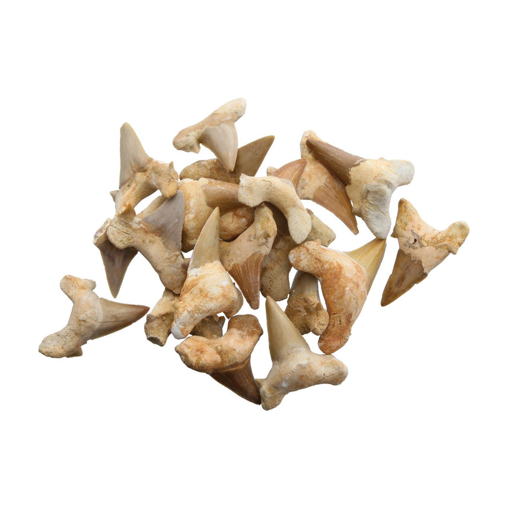 Shark Tooth Fossil shark tooth fossil 2