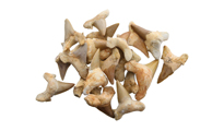 Shark Tooth Fossil shark tooth fossil