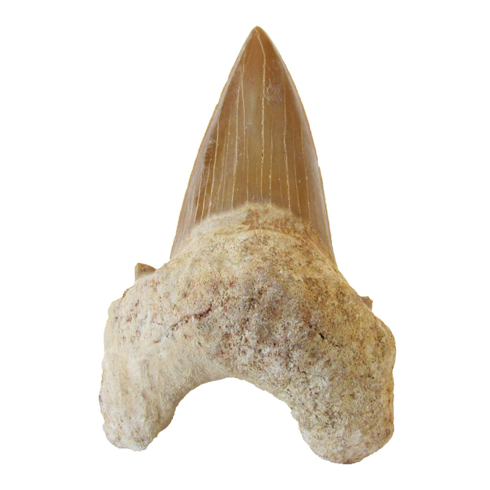 Shark Tooth Fossil shark tooth fossil 1