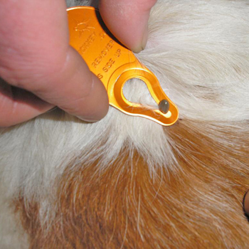 Tick Key Tick Removal Tool 6
